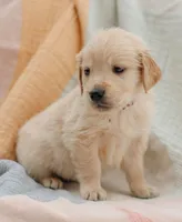 Amor, a male Golden Retriever for sale in Sanibel, FL – Photo 3 of 7