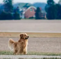 Amor, a male Golden Retriever for sale in Sanibel, FL – Photo 6 of 7