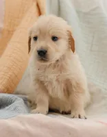 Amor, a male Golden Retriever for sale in Sanibel, FL – Photo 1 of 7