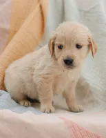 Amor, a male Golden Retriever for sale in Sanibel, FL – Photo 4 of 7