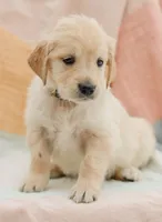 Dove, a female Golden Retriever for sale in Sanibel, FL – Photo 2 of 7