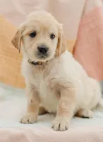 Dove, a female Golden Retriever for sale in Sanibel, FL – Photo 3 of 7