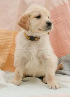 Dove, a female Golden Retriever for sale in Sanibel, FL – Photo 1 of 7