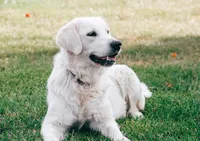 Dove, a female Golden Retriever for sale in Sanibel, FL – Photo 7 of 7