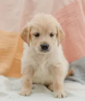 Dove, a female Golden Retriever for sale in Sanibel, FL – Photo 4 of 7