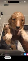 Boy 2, a male Goldendoodle for sale in Lawrenceville, GA – Photo 1 of 2
