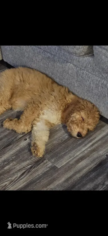 Gabby  – Goldendoodle puppy for sale in Lawrenceville, GA