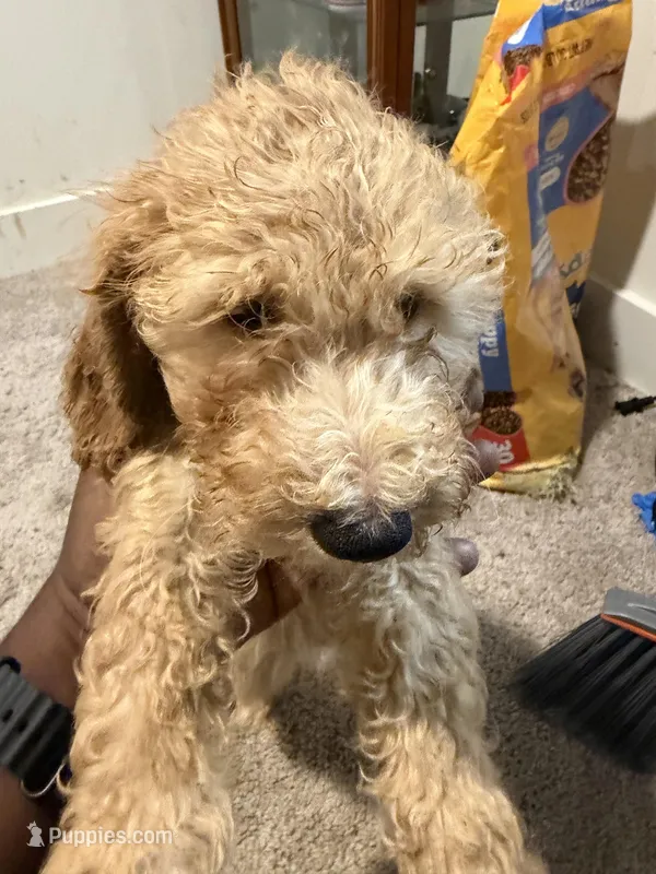 Yellow collar  – Goldendoodle puppy for sale in Lawrenceville, GA
