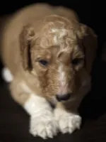 Scooby , a male Goldendoodle for sale in Lawrenceville, GA – Photo 3 of 5