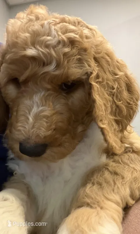 Scooby  – Goldendoodle puppy for sale in Lawrenceville, GA