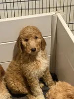 Scooby , a male Goldendoodle for sale in Lawrenceville, GA – Photo 2 of 5