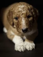 Scooby , a male Goldendoodle for sale in Lawrenceville, GA – Photo 4 of 5