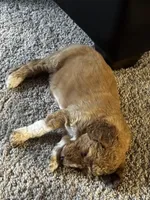 Scooby , a male Goldendoodle for sale in Lawrenceville, GA – Photo 5 of 5