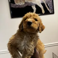 Green collar , a male Goldendoodle for sale in Lawrenceville, GA – Photo 2 of 2