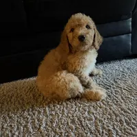 Green collar , a male Goldendoodle for sale in Lawrenceville, GA – Photo 1 of 2