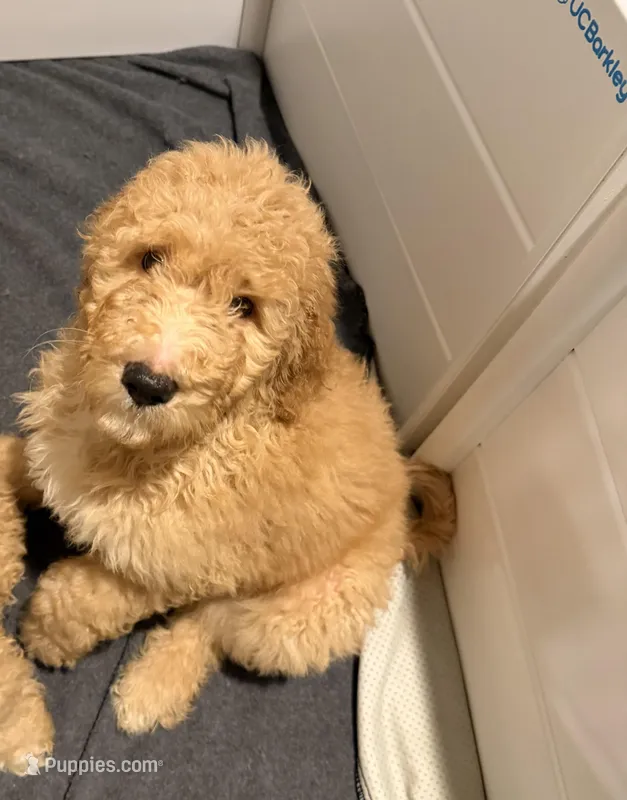 Green collar  – Goldendoodle puppy for sale in Lawrenceville, GA