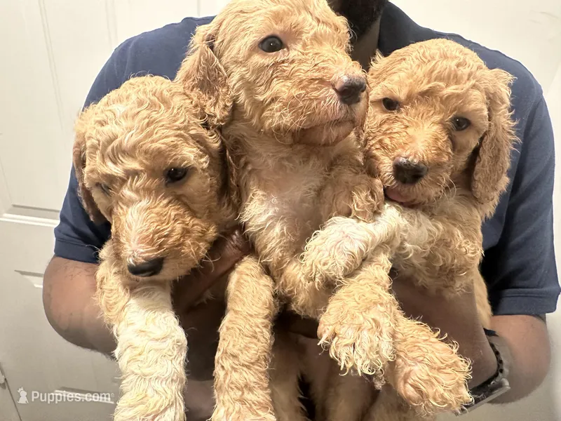 Golden doodles boys and girls , a female Goldendoodle for sale in Lawrenceville, GA – Photo 1 of 1