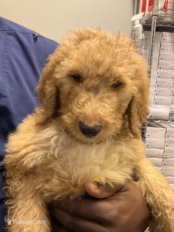 Red collar  – Goldendoodle puppy for sale in Lawrenceville, GA