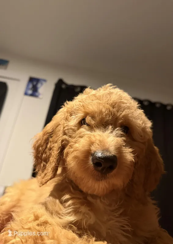 Light Green collar  – Goldendoodle puppy for sale in Lawrenceville, GA