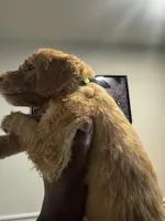 Green collar , a male Goldendoodle for sale in Lawrenceville, GA – Photo 2 of 2