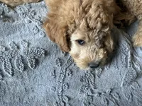 Autro, a male Golden Mountain Doodle for sale in Washougal, WA – 3 of 9