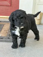 Fany, a female Golden Mountain Doodle for sale in Washougal, WA – 1 of 1