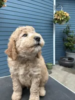 Jasper, a male Golden Mountain Doodle for sale in Washougal, WA – 3 of 10
