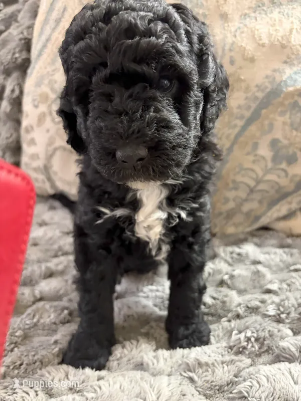 Archie – Golden Mountain Doodle puppy for sale in Washougal, WA