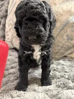 Archie, a male Golden Mountain Doodle for sale in Washougal, WA – 1 of 1