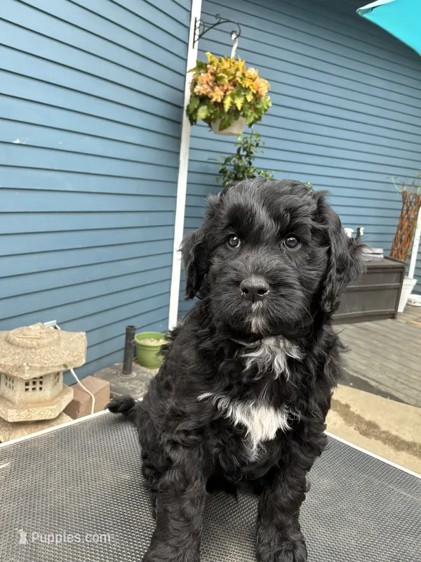 Fany – Golden Mountain Doodle puppy for sale in Washougal, WA