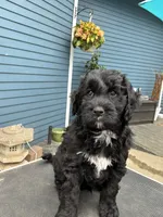 ELISE, a female Golden Mountain Doodle for sale in Washougal, WA – 1 of 8