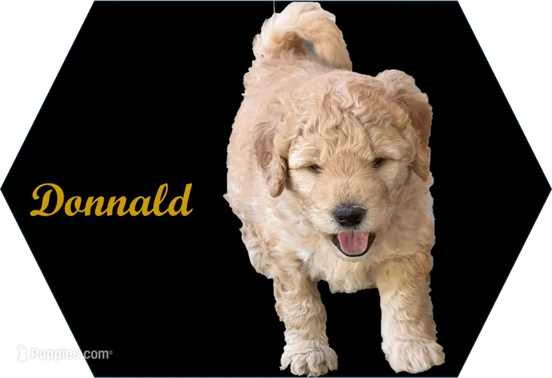 Donald – Golden Mountain Doodle puppy for sale in Washougal, WA