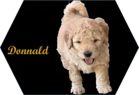 Donald, a male Golden Mountain Doodle for sale in Washougal, WA – 1 of 1