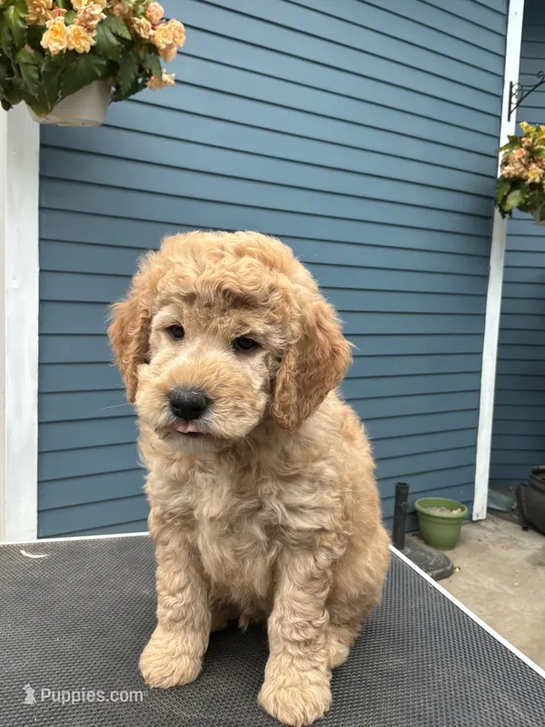 Donald – Golden Mountain Doodle puppy for sale in Washougal, WA