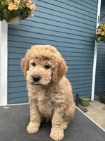 Jasper, a male Golden Mountain Doodle for sale in Washougal, WA – 1 of 10