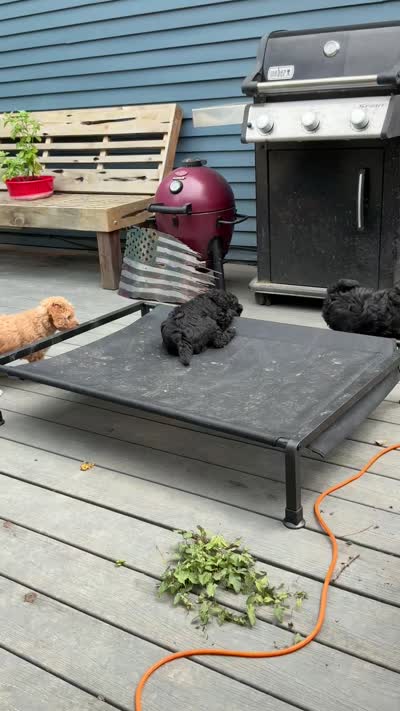 ELISE, a female Golden Mountain Doodle for sale in Washougal, WA – 6 of 8