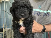 ELISE, a female Golden Mountain Doodle for sale in Washougal, WA – 5 of 8