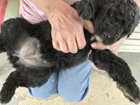 ELISE, a female Golden Mountain Doodle for sale in Washougal, WA – 7 of 8