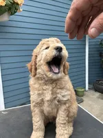 Jasper, a male Golden Mountain Doodle for sale in Washougal, WA – 2 of 10