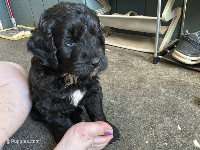 Westley – Golden Mountain Doodle puppy for sale in Washougal, WA