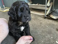 Westley, a male Golden Mountain Doodle for sale in Washougal, WA – 4 of 9