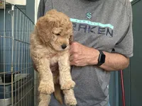 Jasper, a male Golden Mountain Doodle for sale in Washougal, WA – 8 of 10