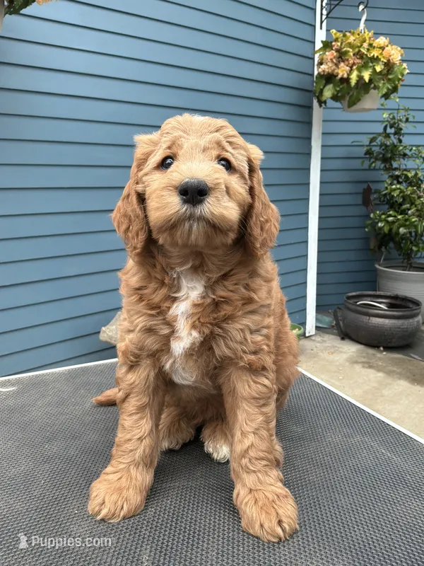 Chester – Golden Mountain Doodle puppy for sale in Washougal, WA