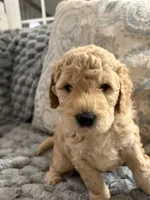 Jasper, a male Golden Mountain Doodle for sale in Washougal, WA – 7 of 10