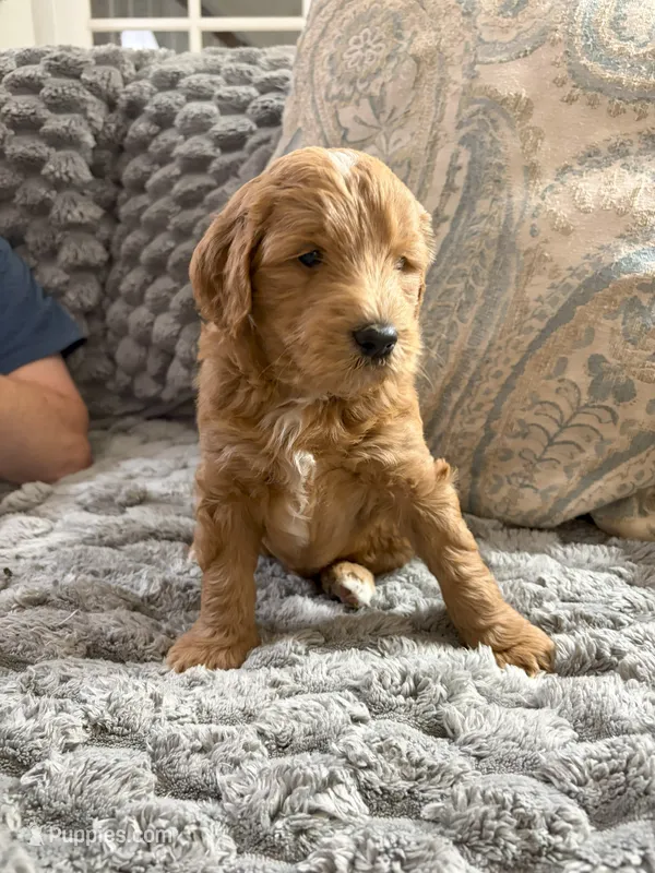 Chester – Golden Mountain Doodle puppy for sale in Washougal, WA