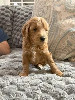 Chester, a male Golden Mountain Doodle for sale in Washougal, WA – 1 of 1