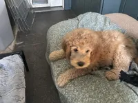 Autro, a male Golden Mountain Doodle for sale in Washougal, WA – 8 of 9