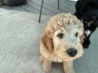 Autro, a male Golden Mountain Doodle for sale in Washougal, WA – 6 of 9