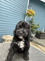 Westley, a male Golden Mountain Doodle for sale in Washougal, WA – 3 of 9