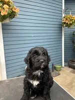 ELISE, a female Golden Mountain Doodle for sale in Washougal, WA – 2 of 8
